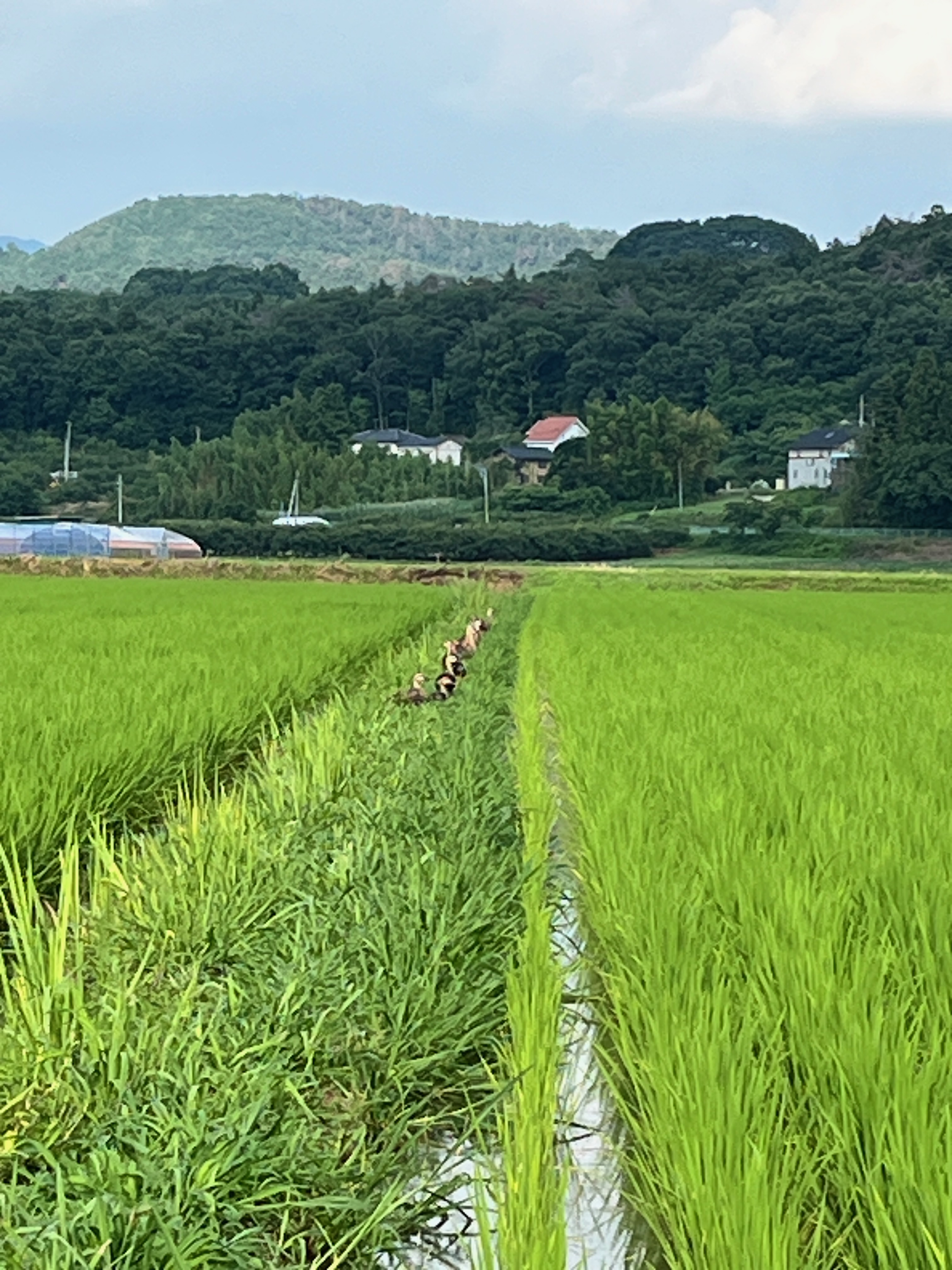 かんのファームの田んぼ