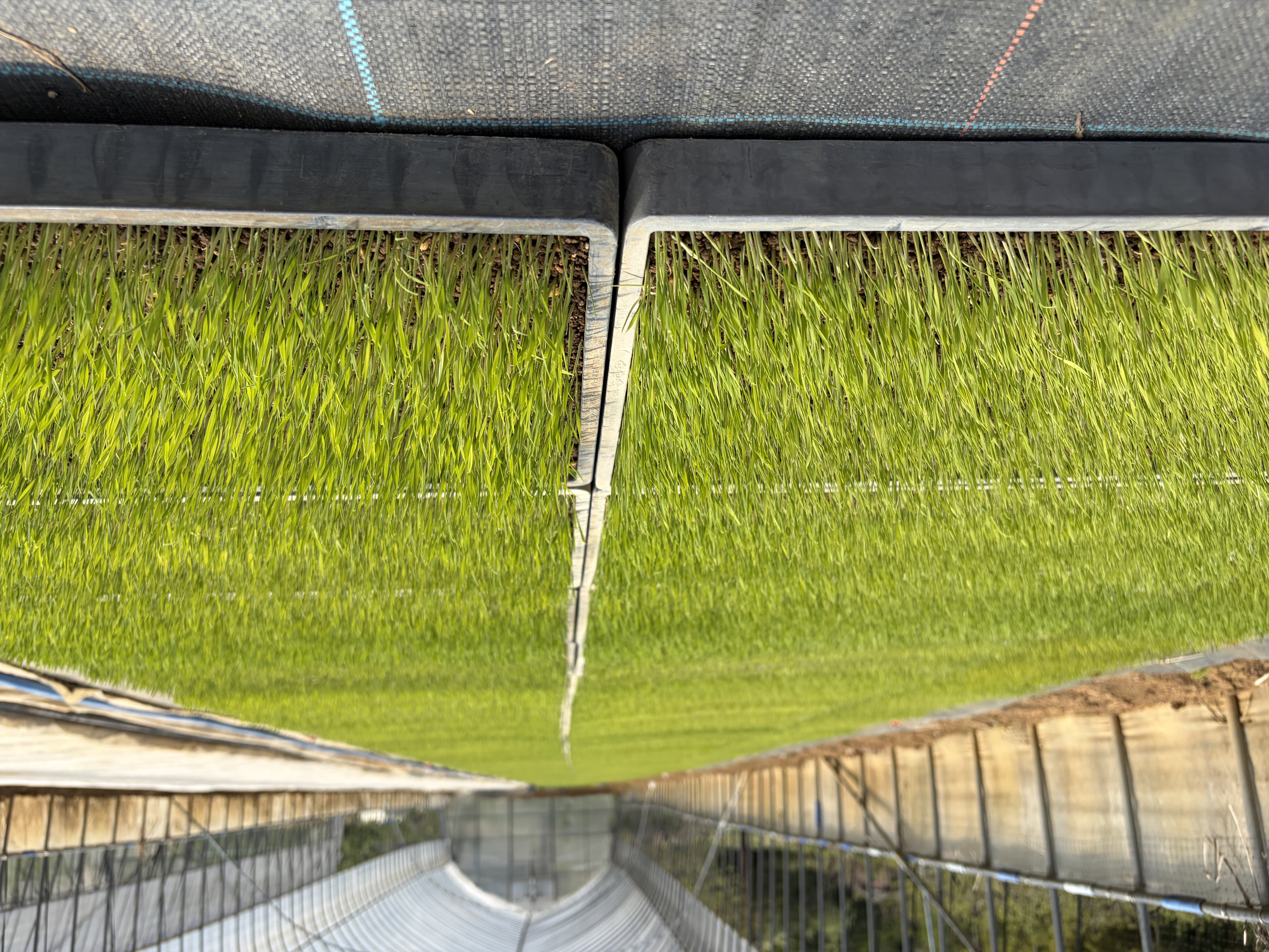 苗のクローズアップ