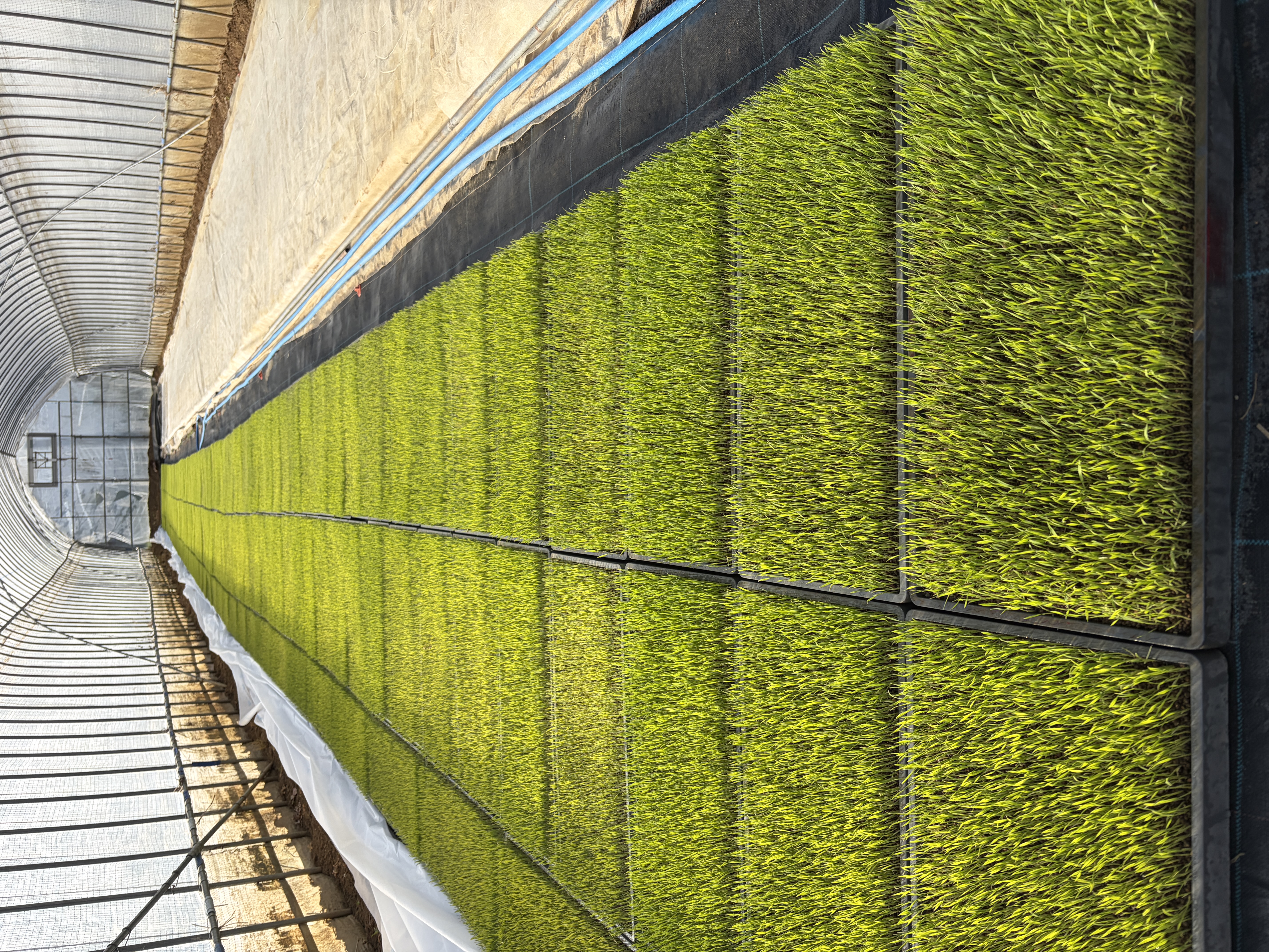 育苗ハウスの苗