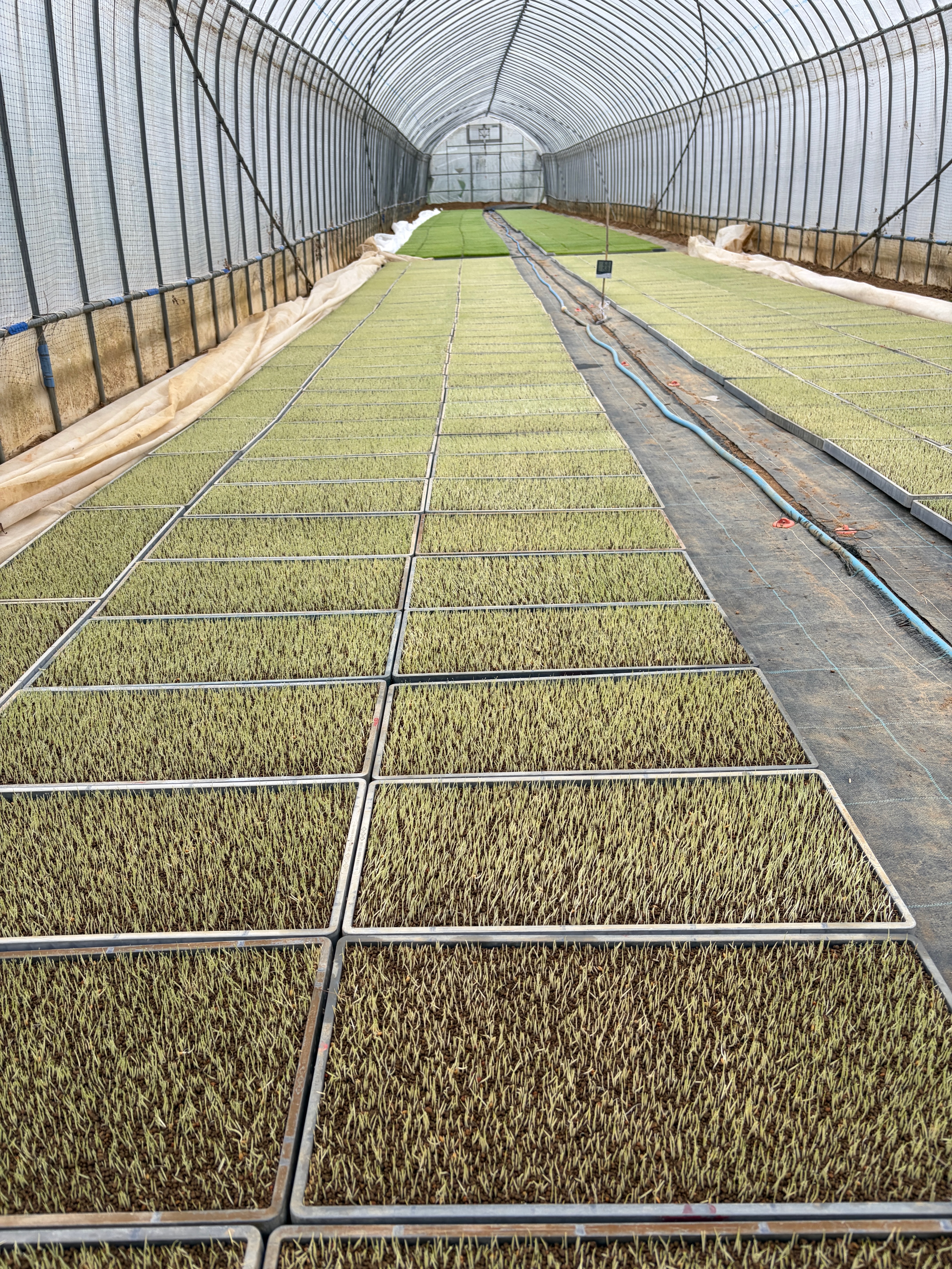 かんのファーム 育苗ハウスの苗